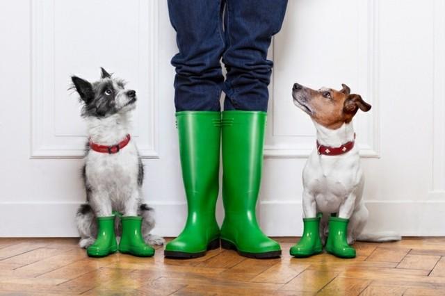 How to care for man’s best friend
