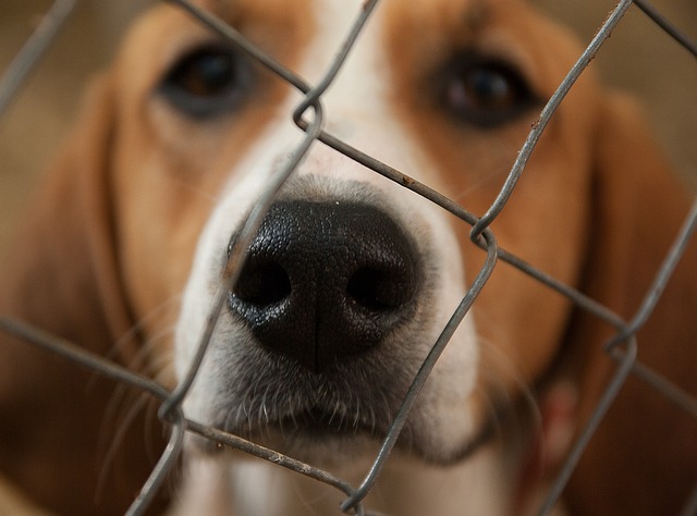 Factors to Consider When Selecting a Crate For Your Dog